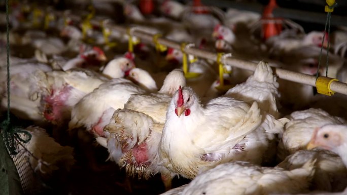 鸡肉肉鸡养殖场卡路里激素养鸡场