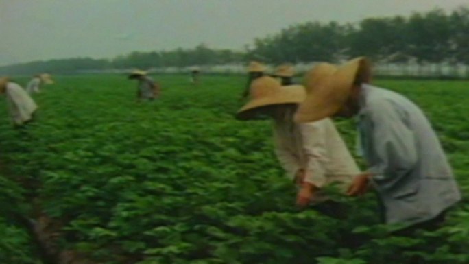 80年代农业生产