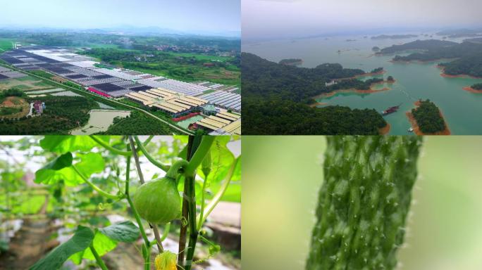 食材基地绿色健康蔬菜大棚有机食品青菜