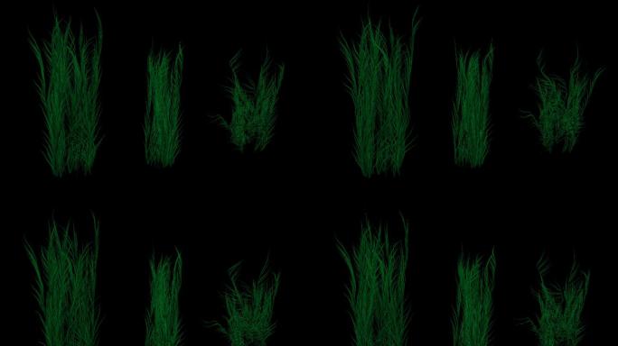 3种海草水草生长动画带透明通道