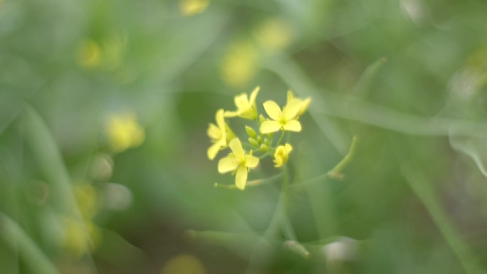 黄花菜黄菜花黄花油菜油菜花油菜