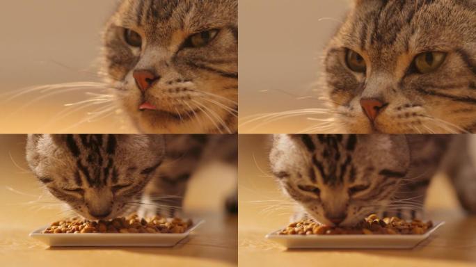 宠物猫吃猫粮