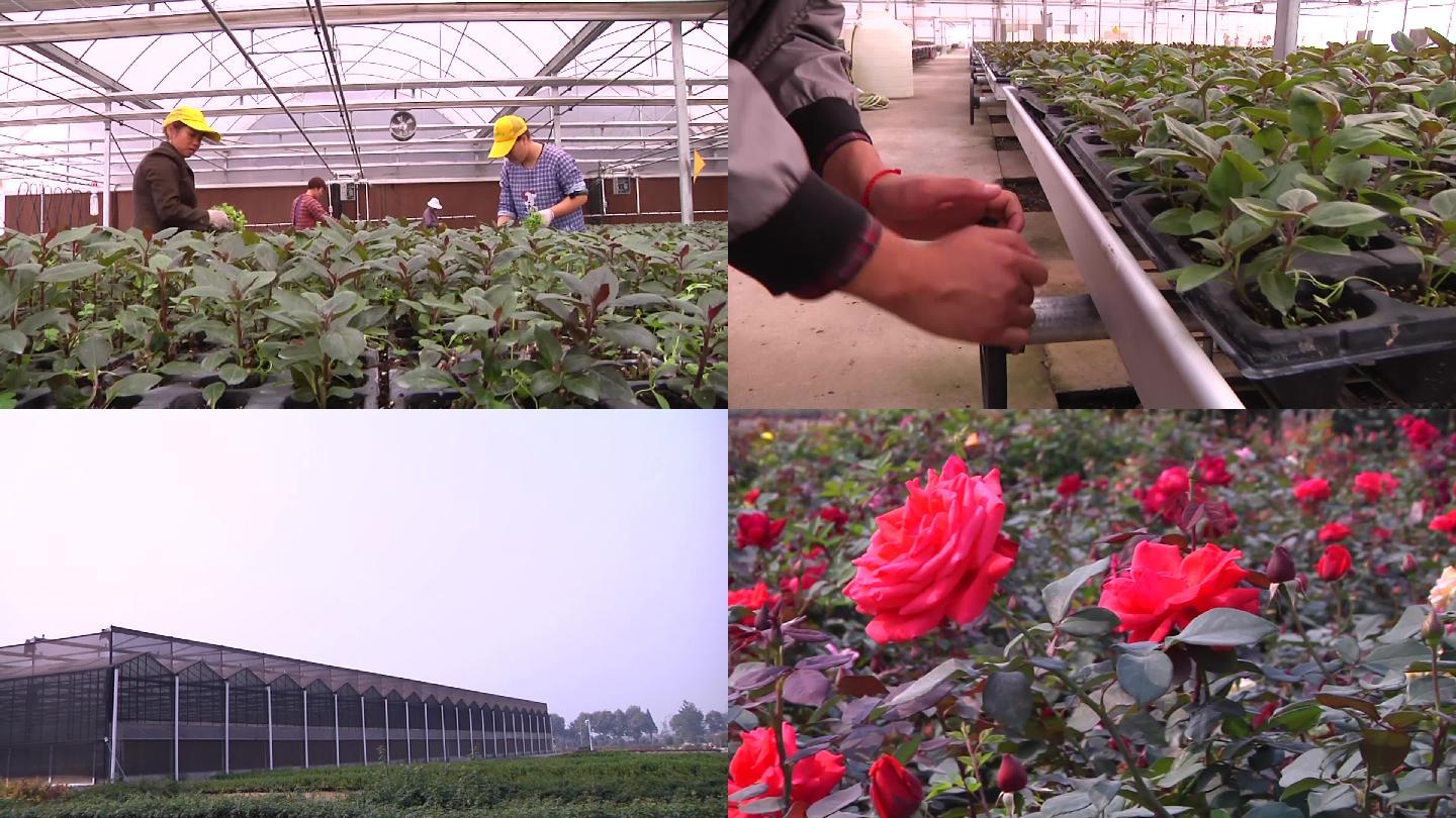 新农村现代化农业设施温室大棚鲜花