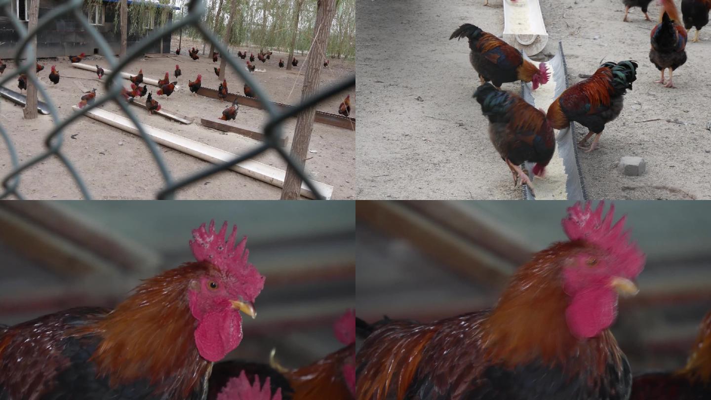058红公鸡养殖1920高清视频素材