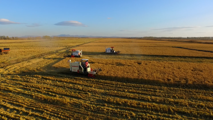 水稻大米丰收现代农业机械化收割北大荒航拍