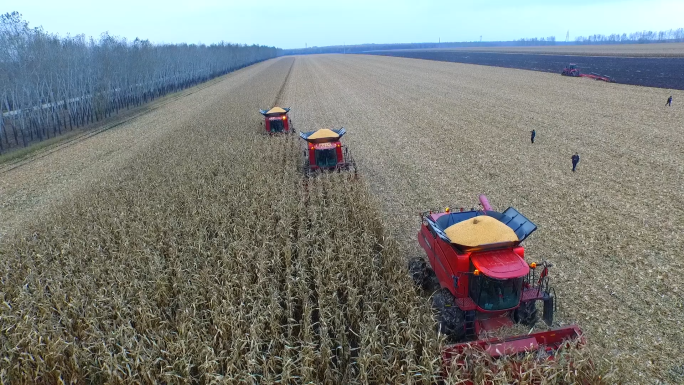 玉米丰收现代农业机械化收割收获东北航拍