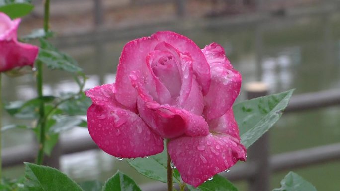 雨后月季花天女散花雕像南阳月季