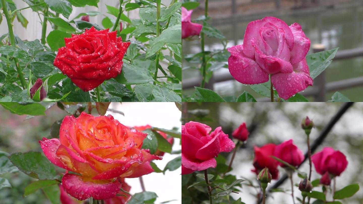 雨后月季花天女散花雕像南阳月季