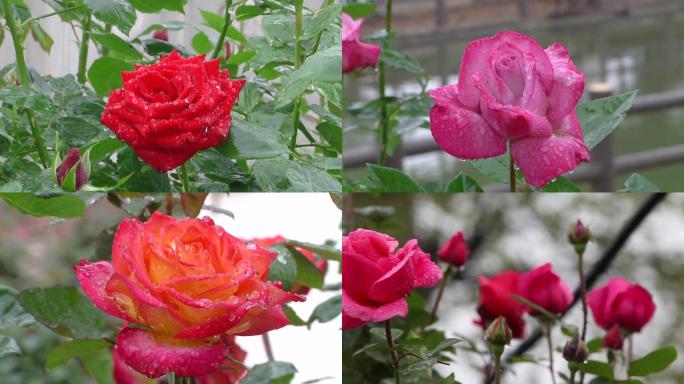 雨后月季花天女散花雕像南阳月季