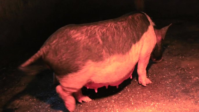 猪栏里面母猪喂乳小猪，哺乳