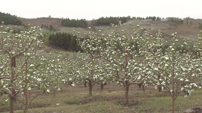 苹果园开花漫山遍野