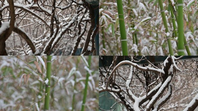 一组雪景竹子视频5