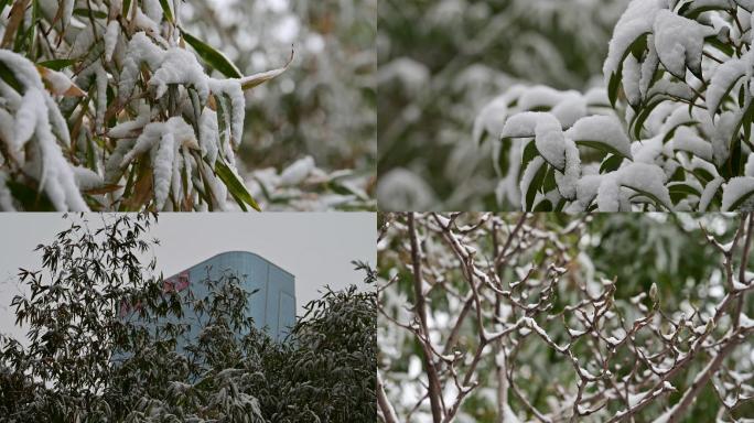 一组雪景竹子视频2