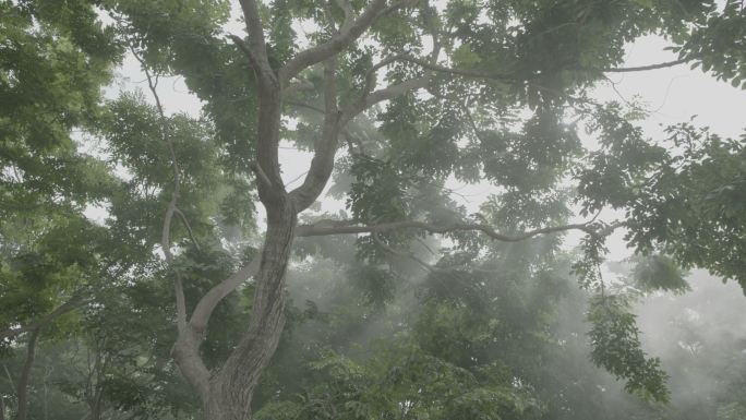 林间雾气