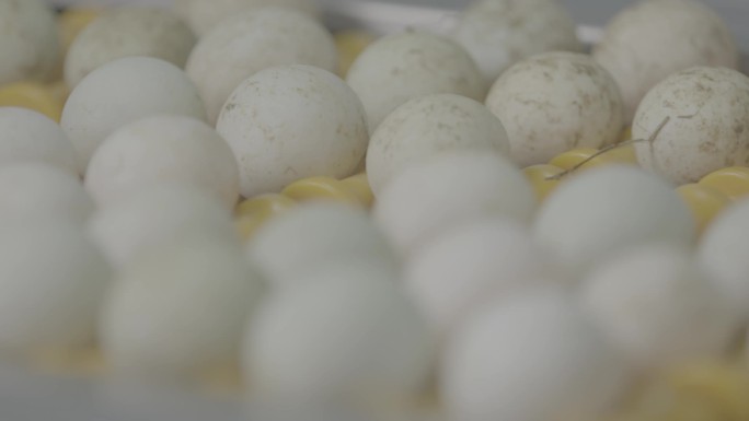 鸡蛋、鸭蛋分选、咸鸭蛋制作