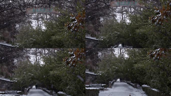 大雪中，烟台山公园冬青长廊晨练老人和猫