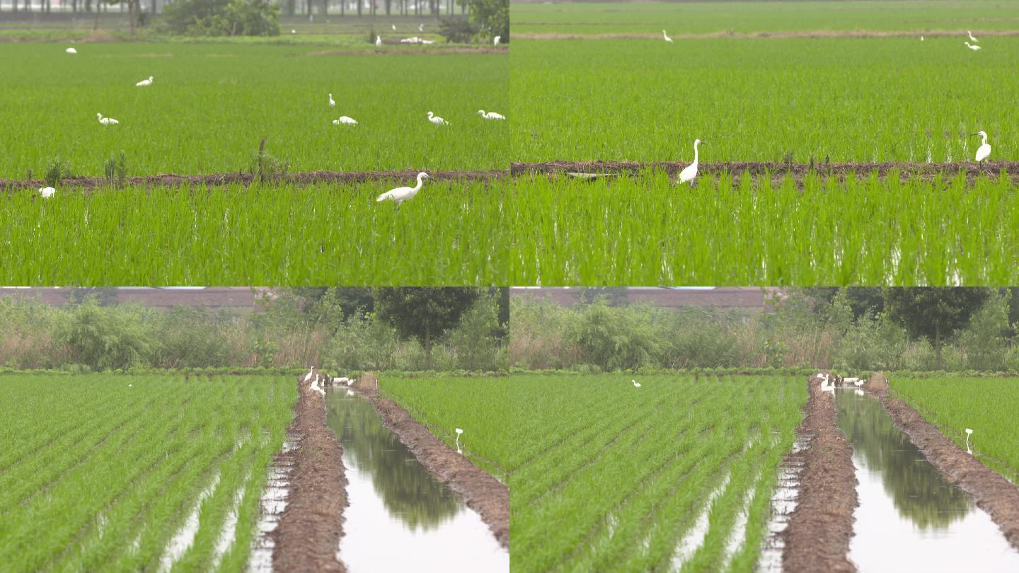 水稻白鹭栖息地农业稻田