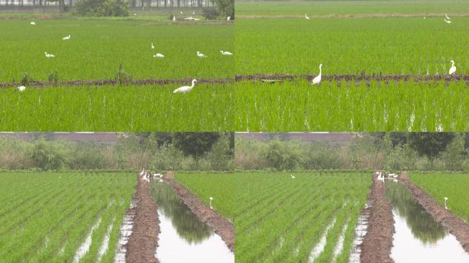 水稻白鹭栖息地农业稻田
