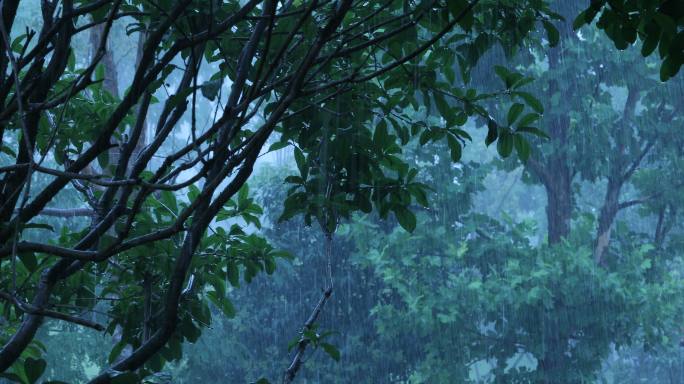 暴雨大雨树木树枝树叶绿叶