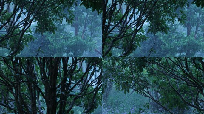暴雨大雨树木树枝树叶绿叶