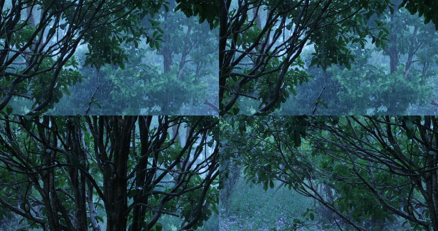 4K大雨中的树木树叶01