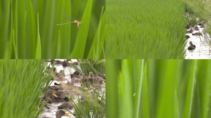 水稻特写鸭子游水蝴蝶蜻蜓绿叶稻米稻鸭共作