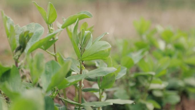 蔬菜野草