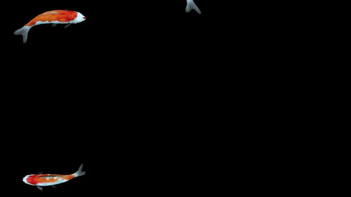 几组金鱼锦鲤游动动画三维制作带通道