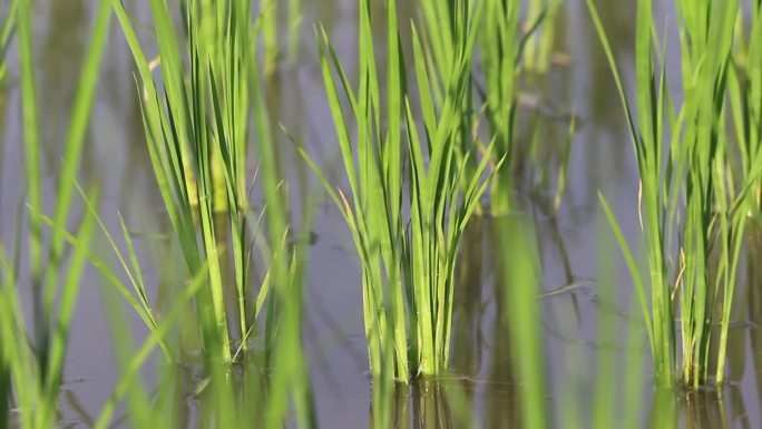 水稻除草视频素材