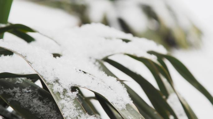 【原创】4K·大雪纷飞