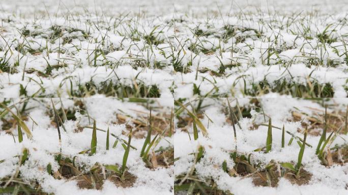 【原创】冬天的小麦