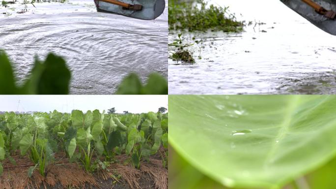 江苏垛田龙香芋浇水过程农民种植香芋农产品