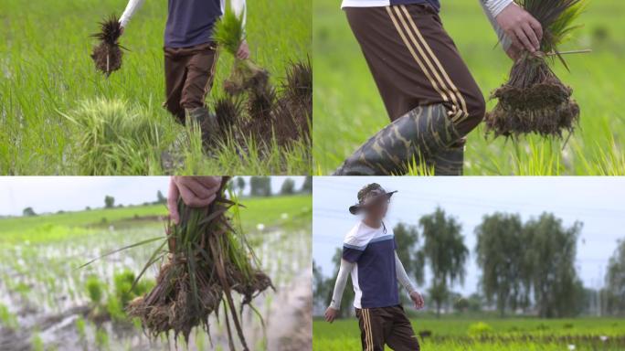 农民稻田插秧水稻苗农业种植业