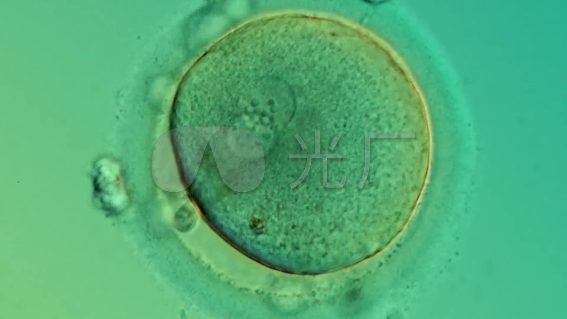 显微镜下精子与卵子结合_细胞受精怀孕实拍_