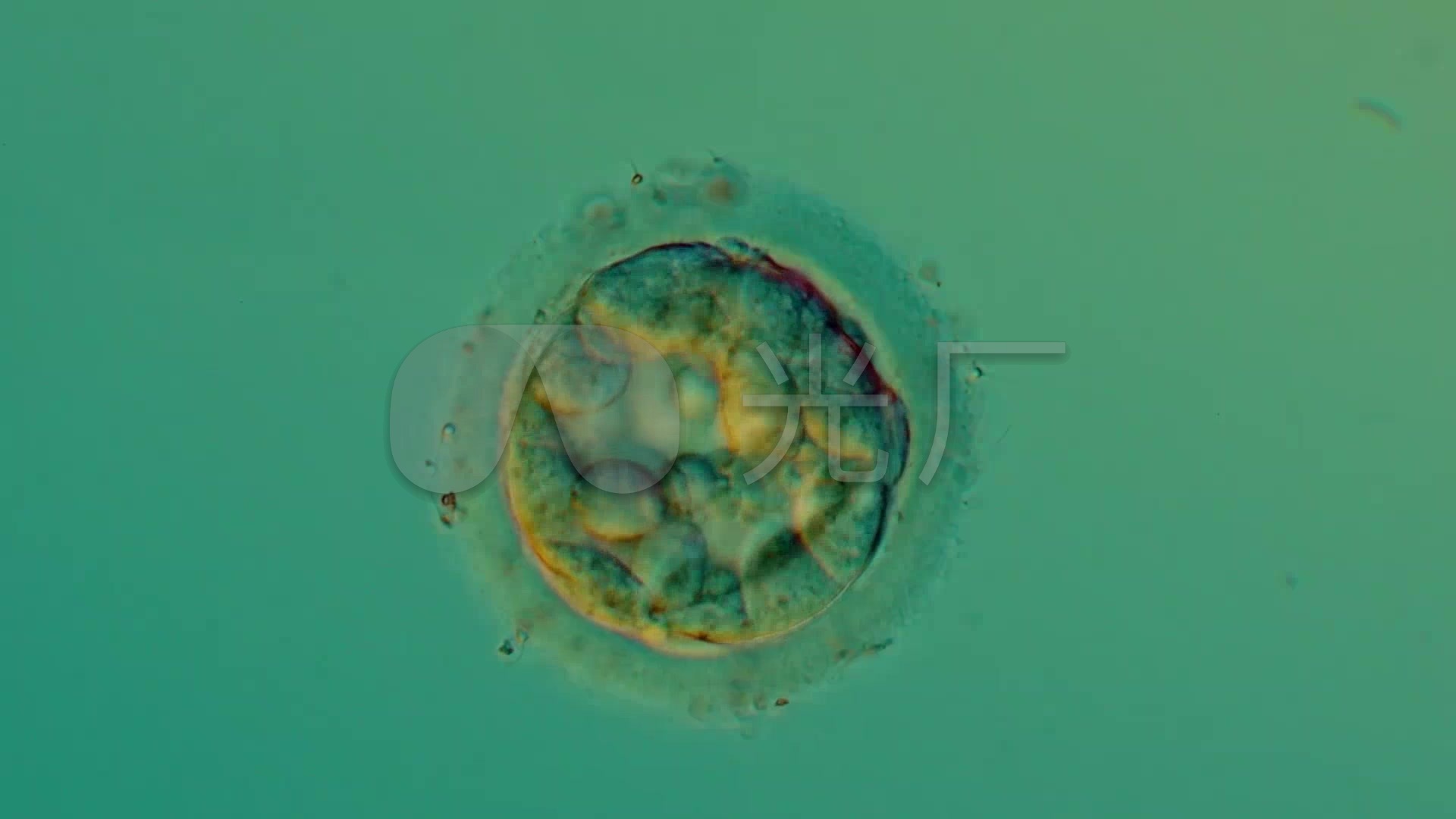 显微镜下精子与卵子结合_细胞受精怀孕实拍_
