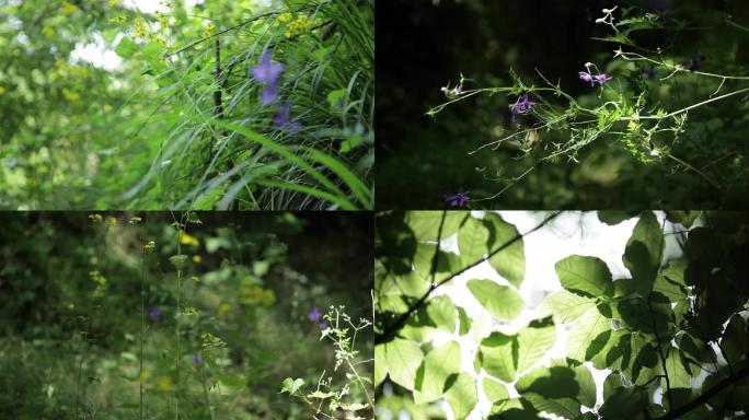 小花小草