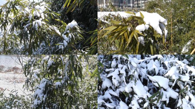 雪景竹叶随风飘动