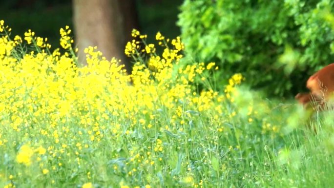 野生动物梅花鹿树林保护区森林