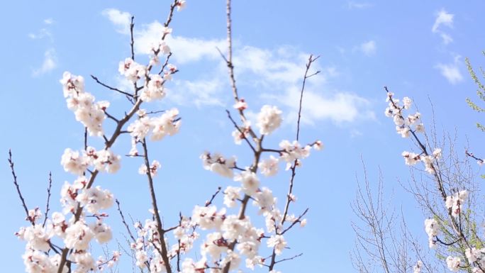 梨花梨树白花春天的花鲜花