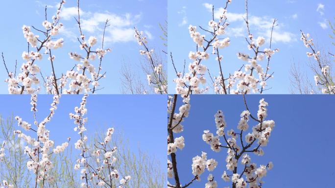 梨花梨树白花春天的花鲜花