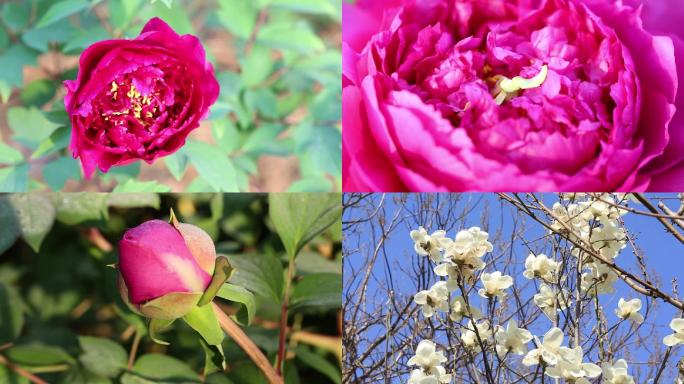 桃花栀子花白花春天的花春花