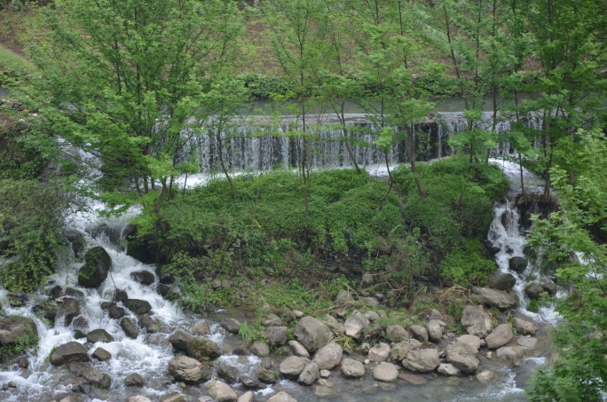 高山黄心小土豆