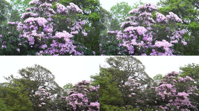 漫山遍野毛棉杜鹃花花朵