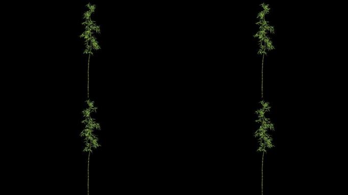 竹子——植物摇曳动画带通道