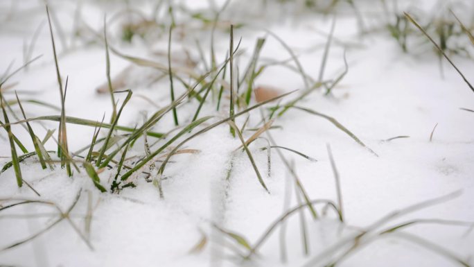 【原创】4K·下雪的麦地