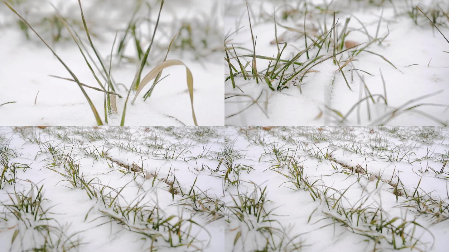 【原创】4K·下雪的麦地
