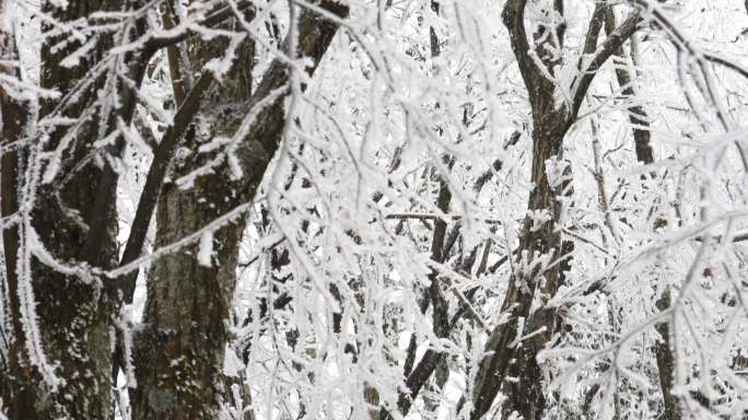 4K山上树木树叶下雪后结冰雾凇13