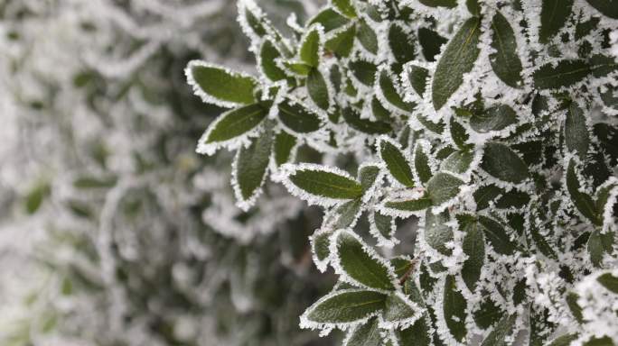 4K山上树木树叶下雪后结冰雾凇12