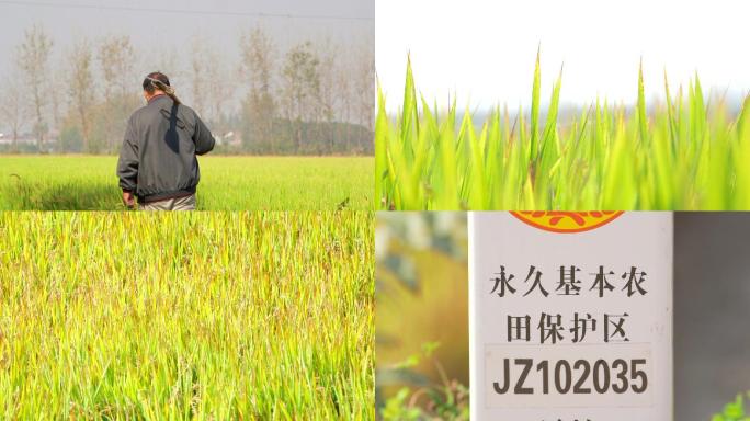 基本农田保护稻田