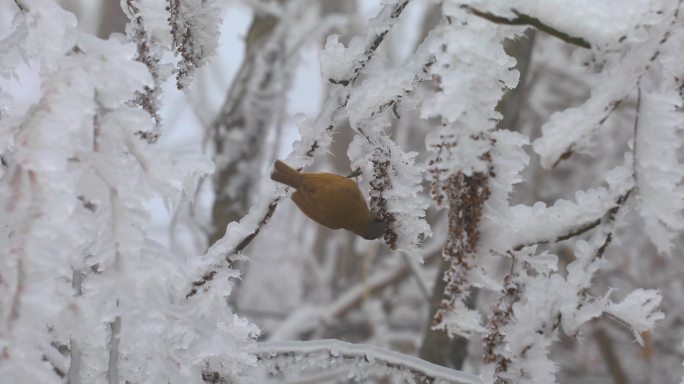 4K树上冰雪中的小鸟觅食